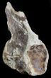 Mosasaur (Platecarpus) Caudal Vertebrae - Kansas #31649-1